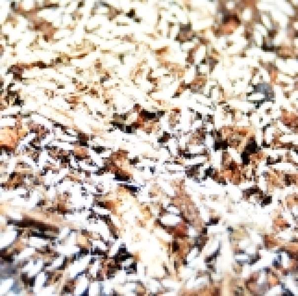 Springschwänze - BIOACTIVE Helfer